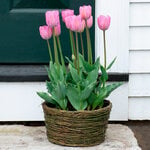  Tulip 'Janis Joplin,' Ready-to-Bloom Basket