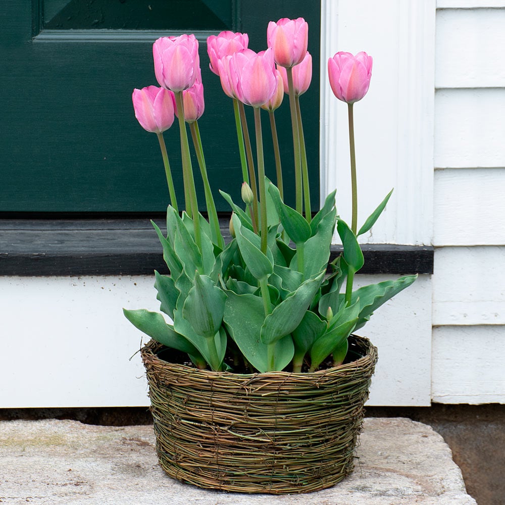 Tulip 'Janis Joplin,' Ready-to-Bloom Basket