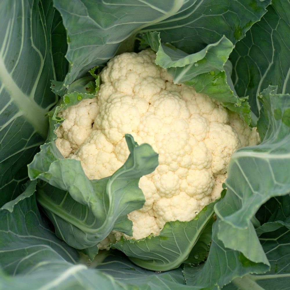 Cauliflower 'Early Snowball'