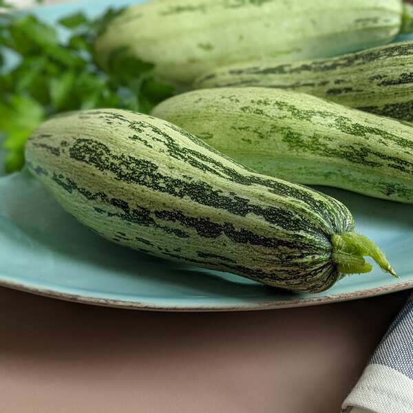 Squash 'Caserta' White Flower Farm