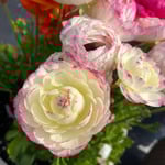 Annuals for Cool Weather