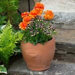  Fire & Ice Spring Container Garden 