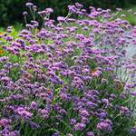  Verbena bonariensis Vanity