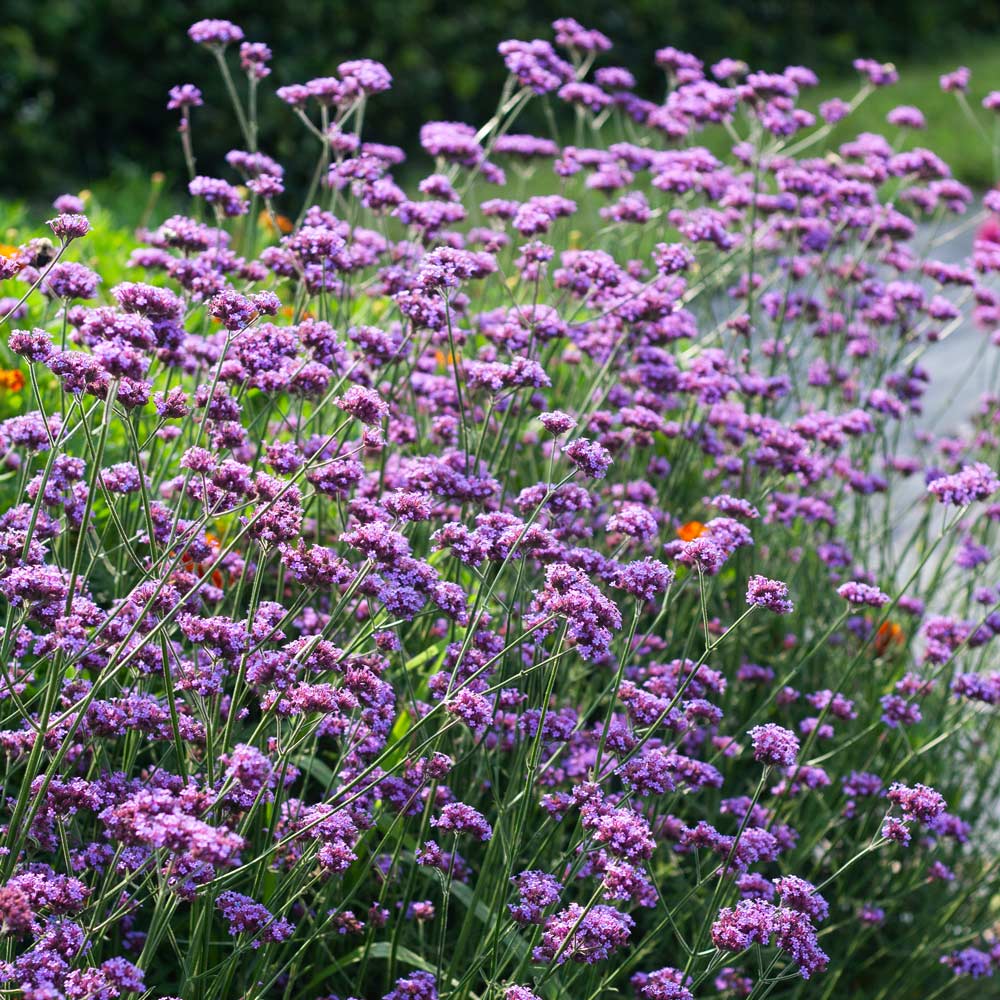 Verbena bonariensis Vanity