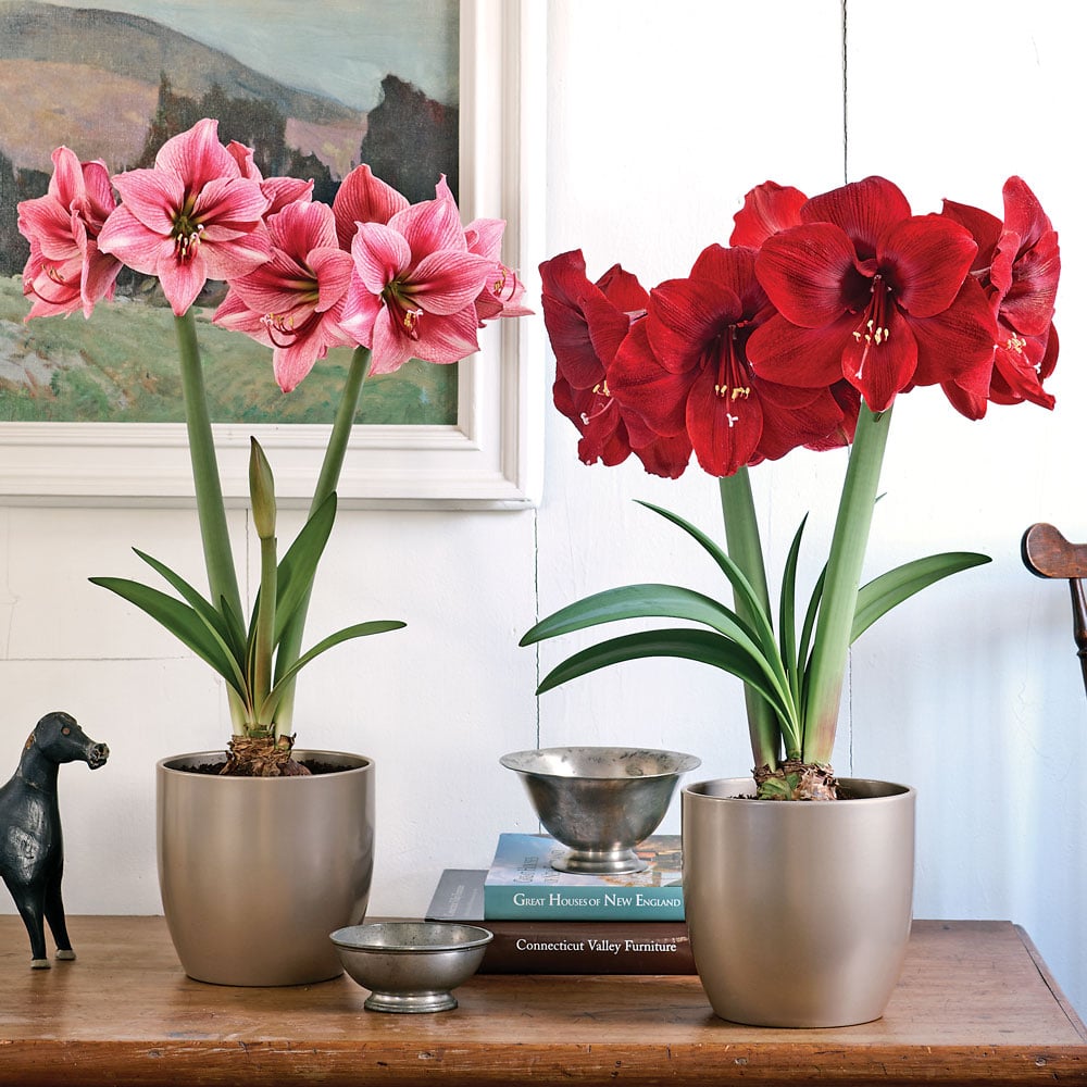 Magnificent Match Amaryllis Duo 