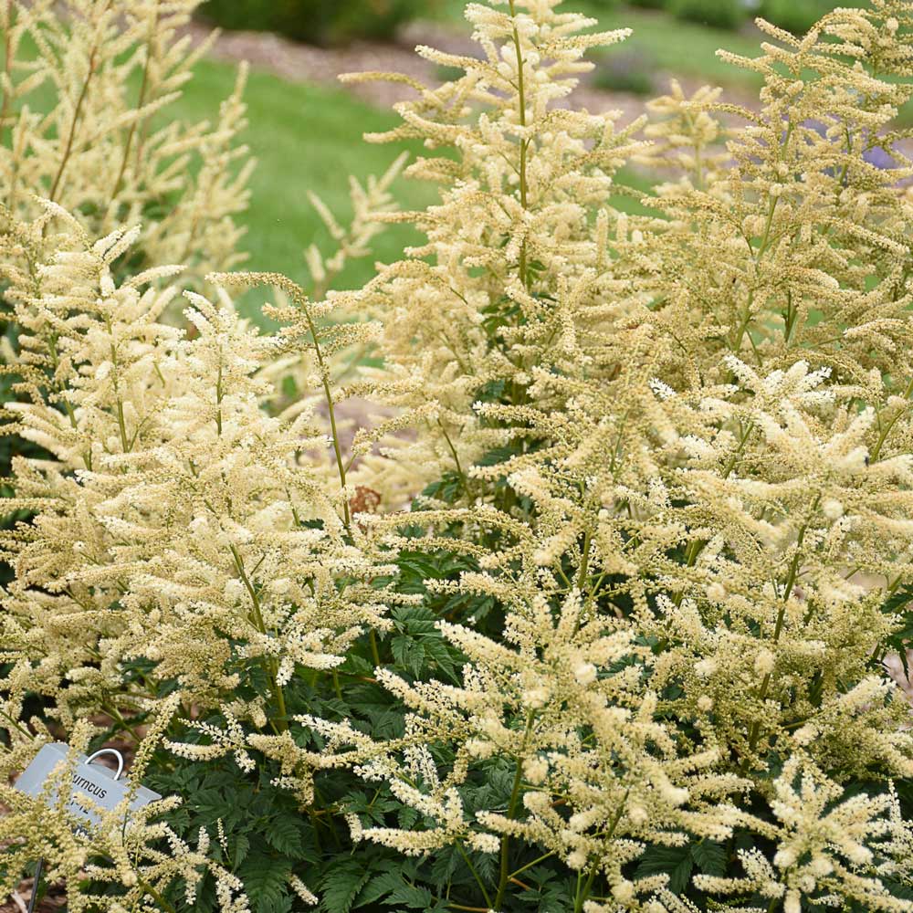 Aruncus 'Goatee' 