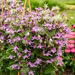  Clematis 'Stand by Me Pink'