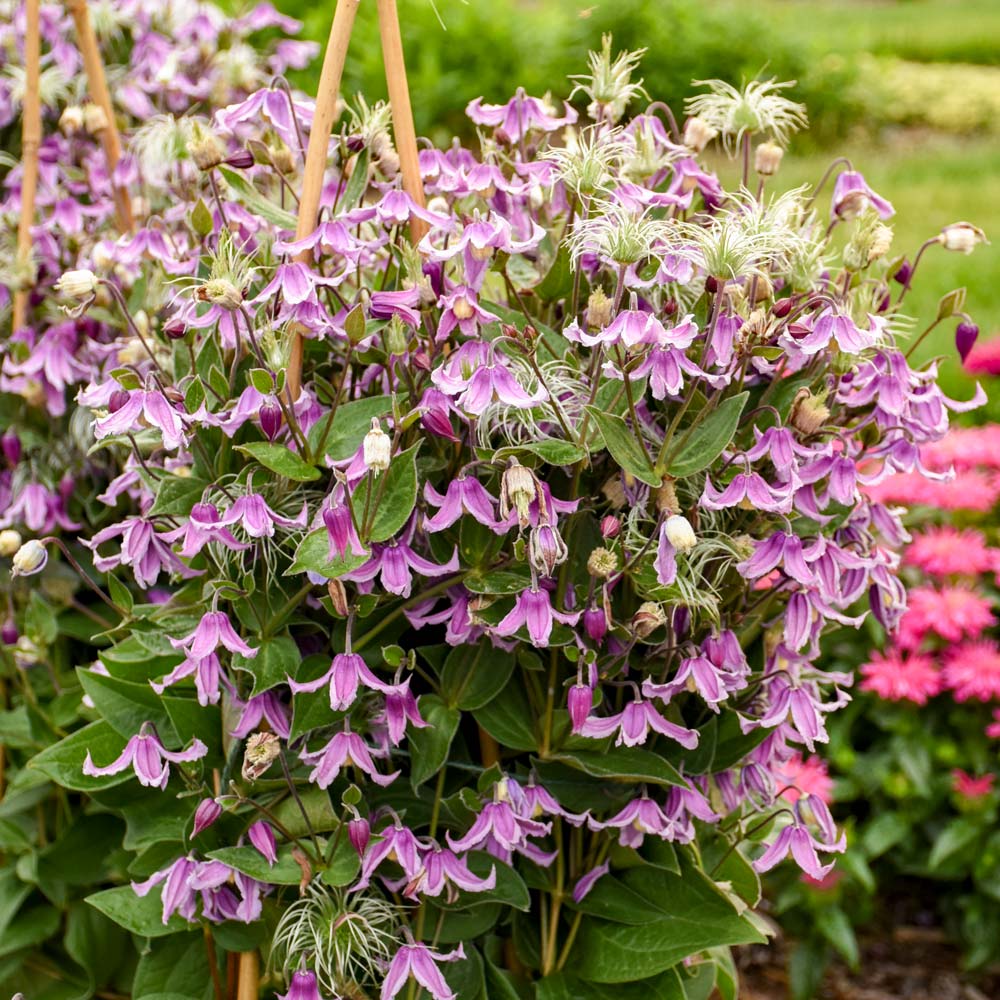 Clematis 'Stand by Me Pink'