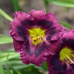  Hemerocallis (Daylily) 'Kansas Kitten'