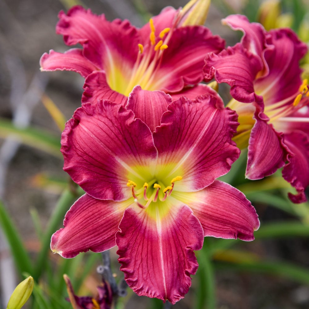 Hemerocallis (Daylily) 'Romantic Returns'