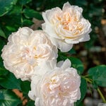 New Rose Varieties