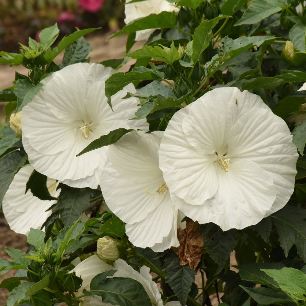 Hibiscus 'Marshmallow Moon'