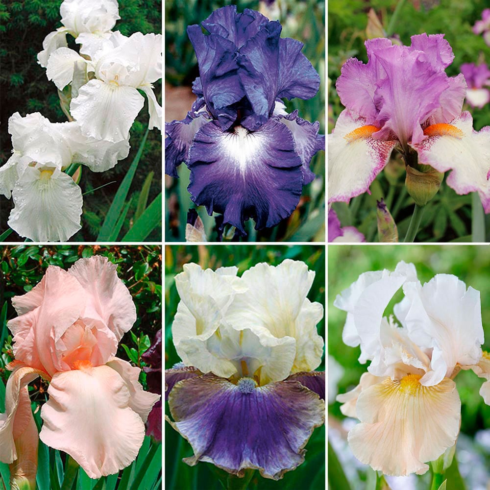 Reblooming Tall Bearded Iris Collection