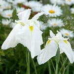  Iris ensata 'Great White Heron'