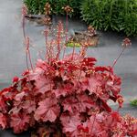  Heuchera Northern Exposure™ Red