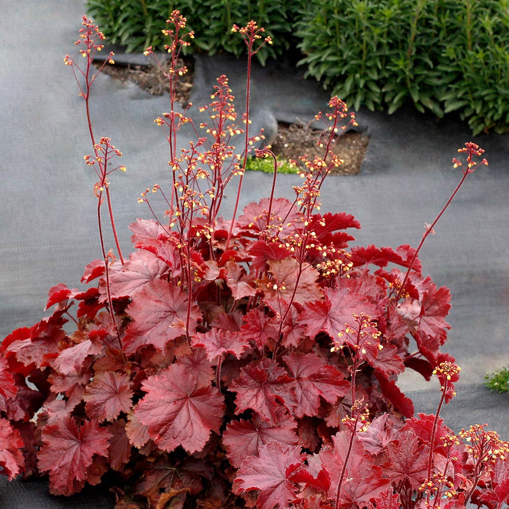 Heuchera Northern Exposure™ Red