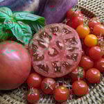  Tomato 'Cherokee Purple'