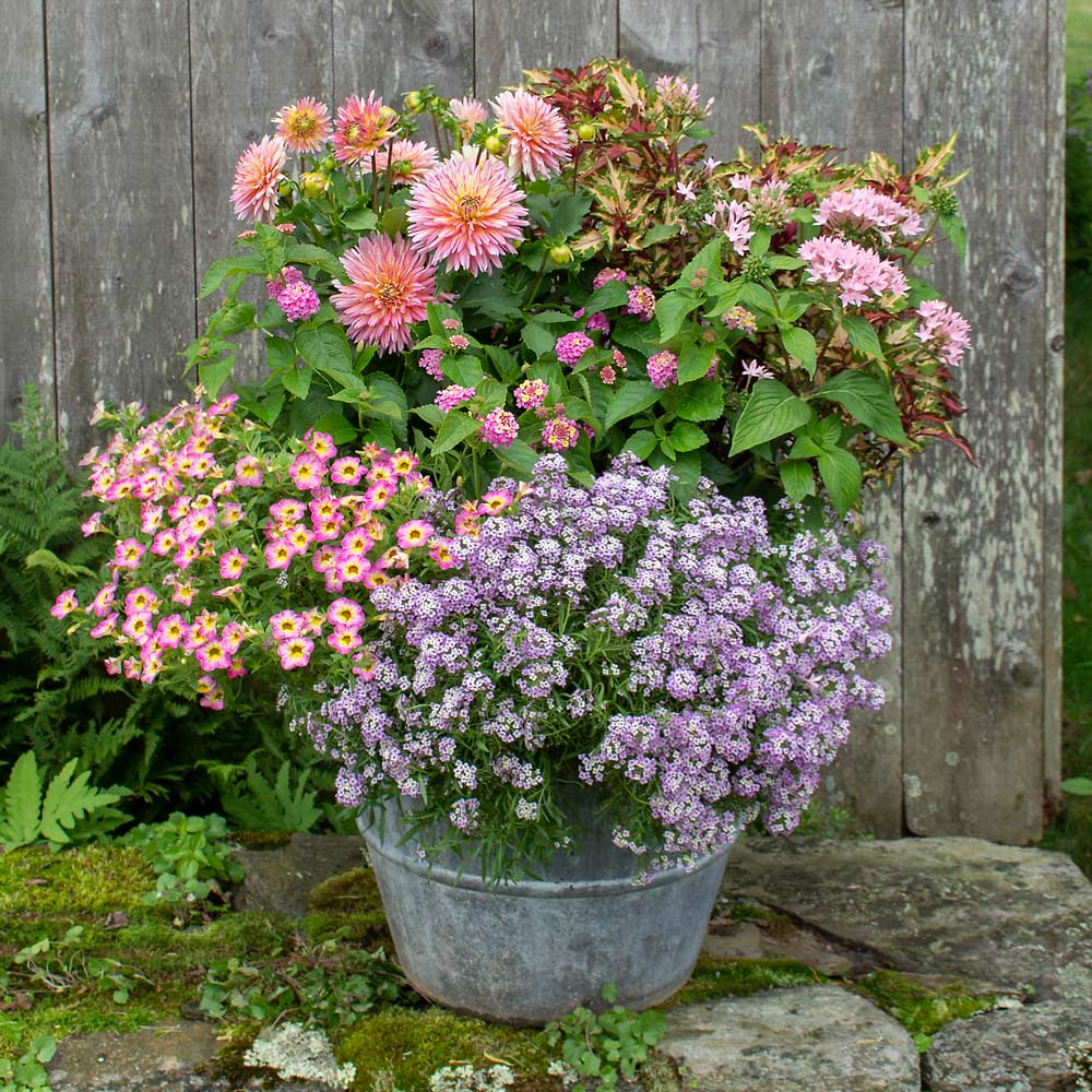 Pink Champagne Container Garden
