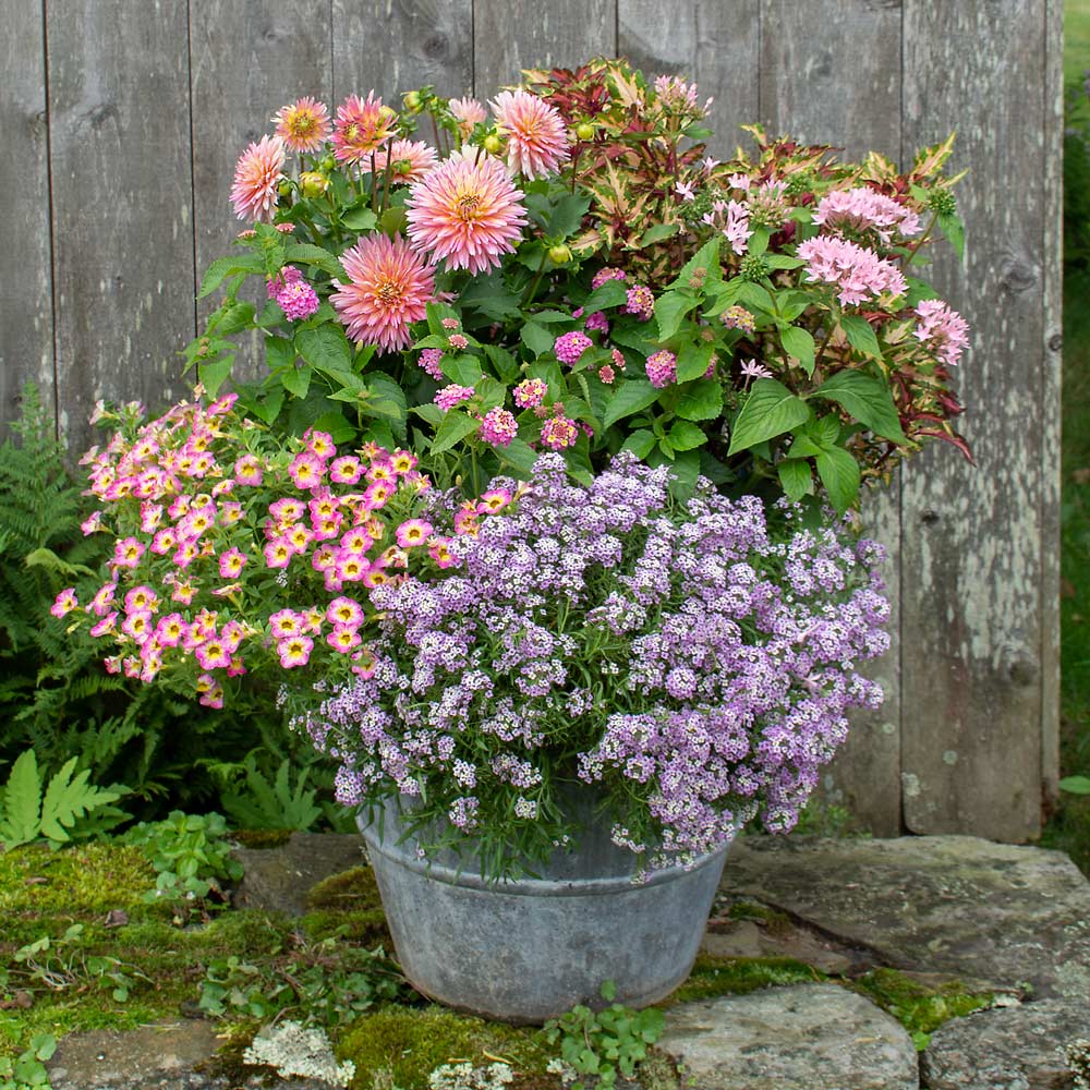 Annual Containers  White Flower Farm