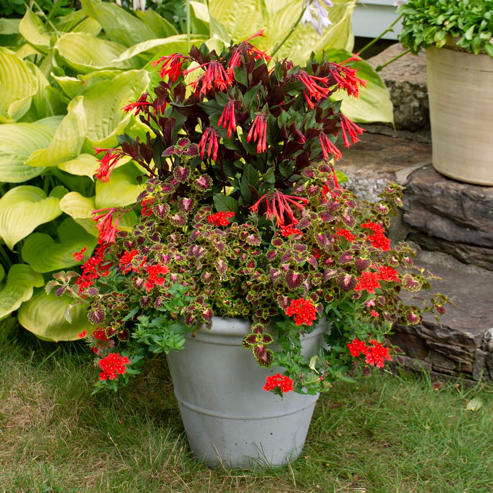 Summer Bonfire Container Garden