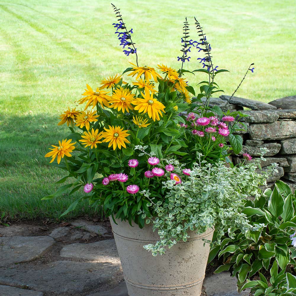 Sunshine on My Shoulders Container Garden