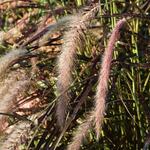  Operational Sku: Pennisetum setaceum 'Rubrum'