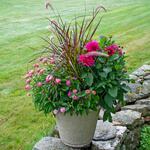  Rosettes & Ribbons Container Garden