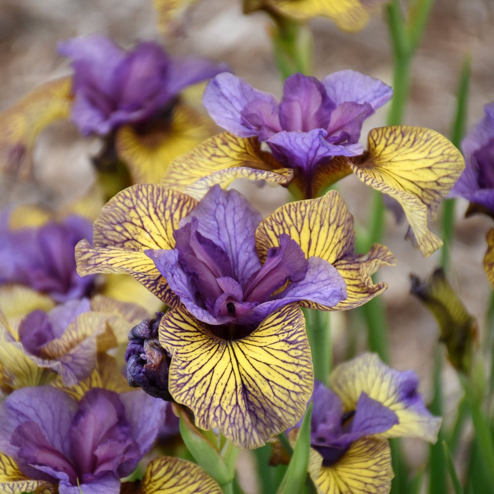 Iris sibirica 'Purring Tiger'