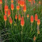  Kniphofia 'Jackpot'