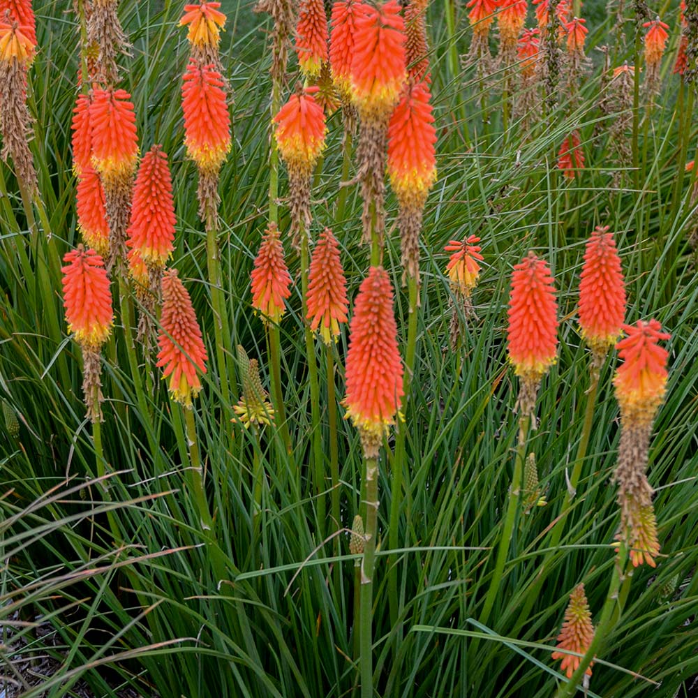 Kniphofia 'Jackpot'