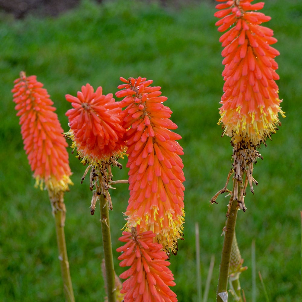 Kniphofia 'Jackpot' White Flower Farm