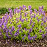  Nepeta 'Chartreuse on the Loose'