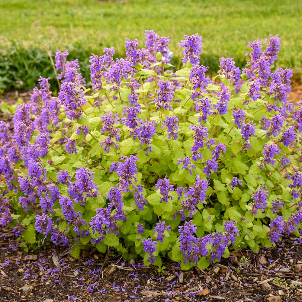 Nepeta 'Chartreuse on the Loose'