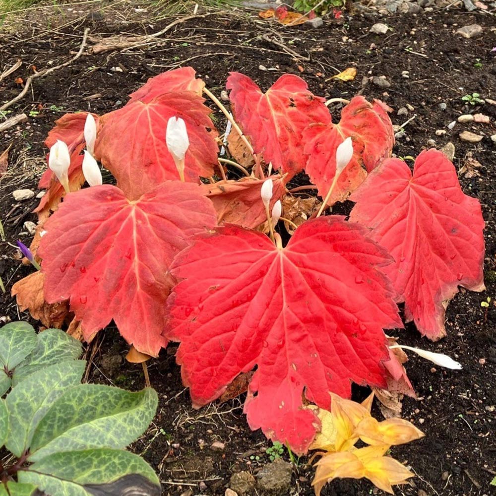 Oredenia 'Fusion of Fire'