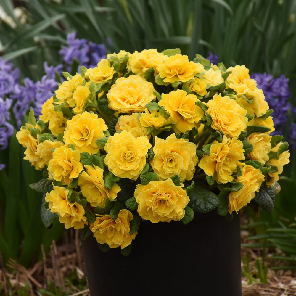 Primula vulgaris Prima Belarina® Spring Sun | White Flower Farm