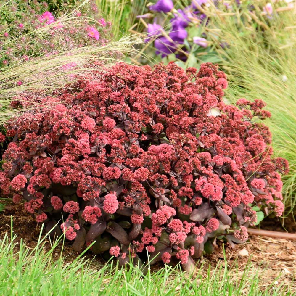 Sedum Rock 'N Grow® 'Midnight Velvet'