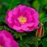 Rugosa Roses