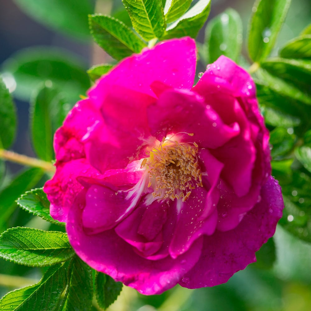 Rose rugosa Lotty's Love® | White Flower Farm