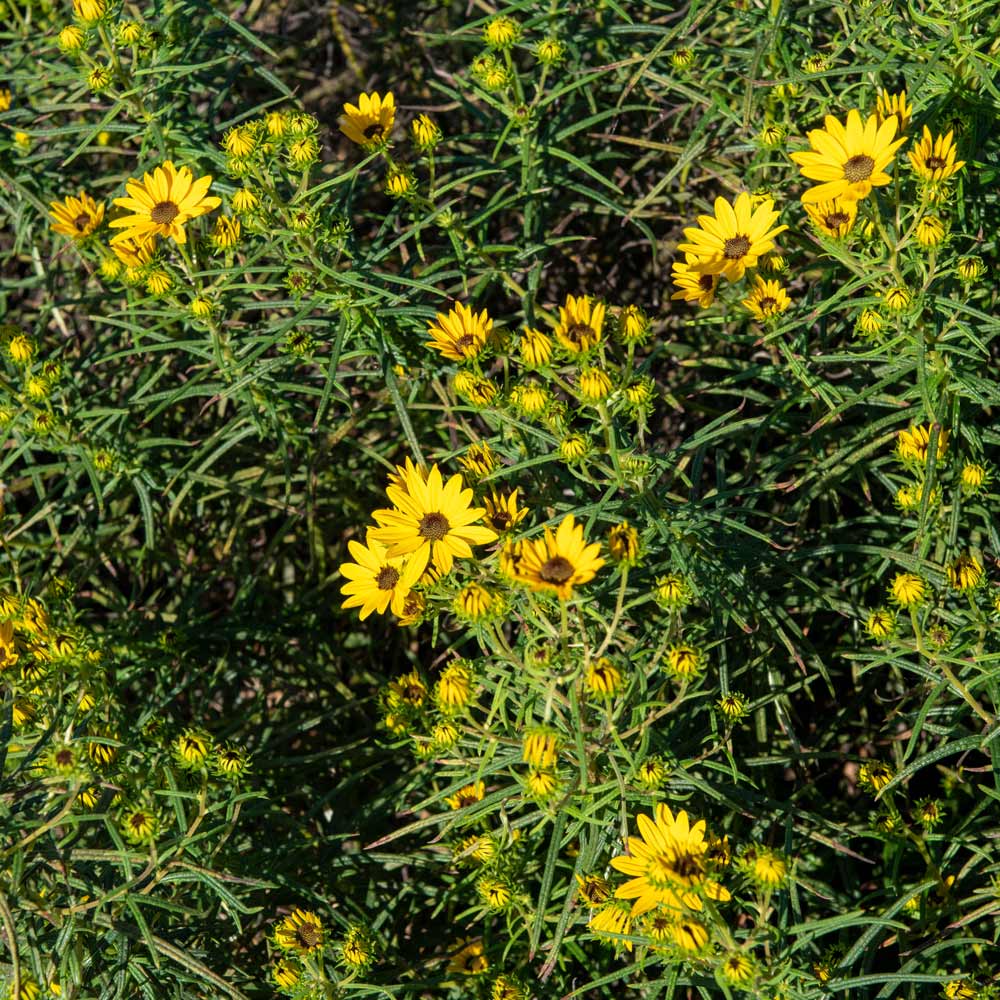 Helianthus salicifolius 'Autumn Gold'