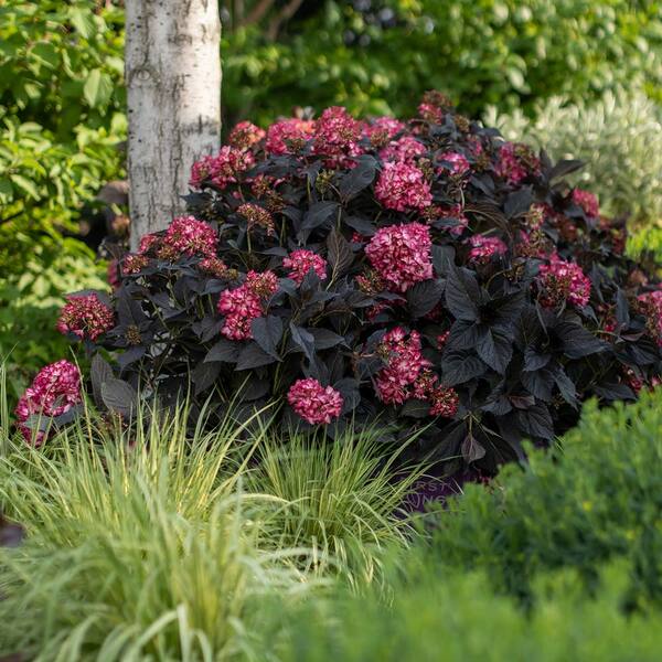 Hydrangea macrophylla Eclipse® White Flower Farm