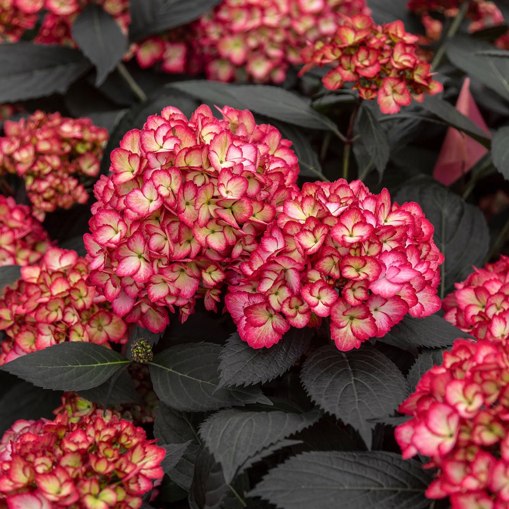 Hydrangea macrophylla Eclipse®