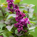  Syringa Virtual Violet®