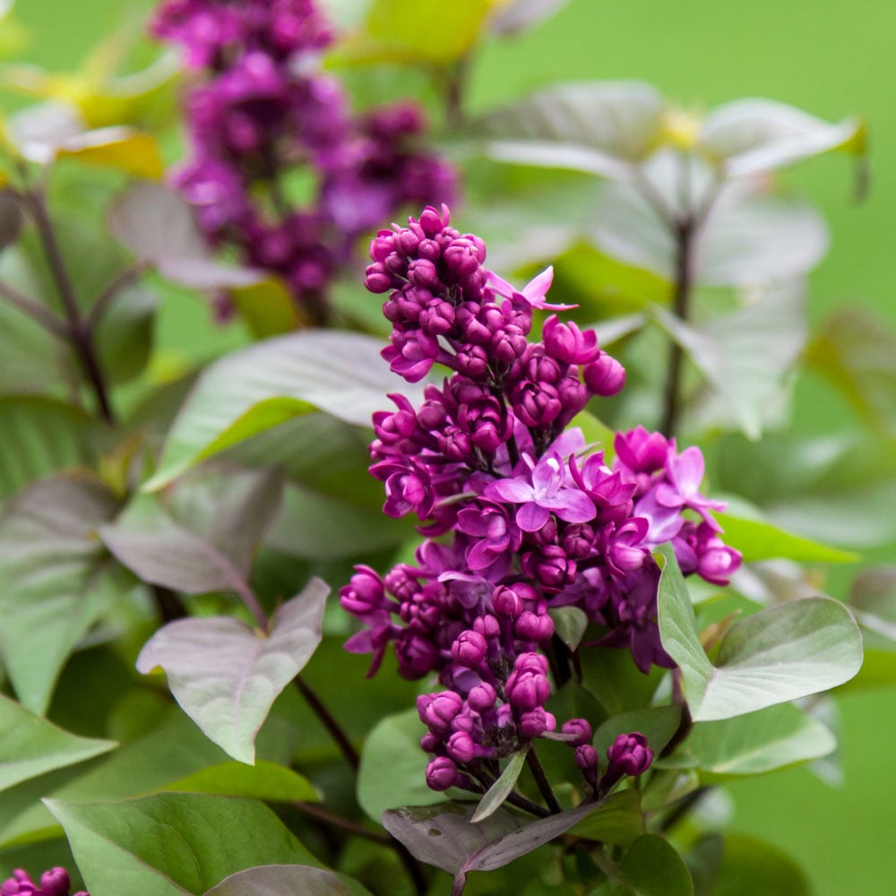 Syringa Virtual Violet®