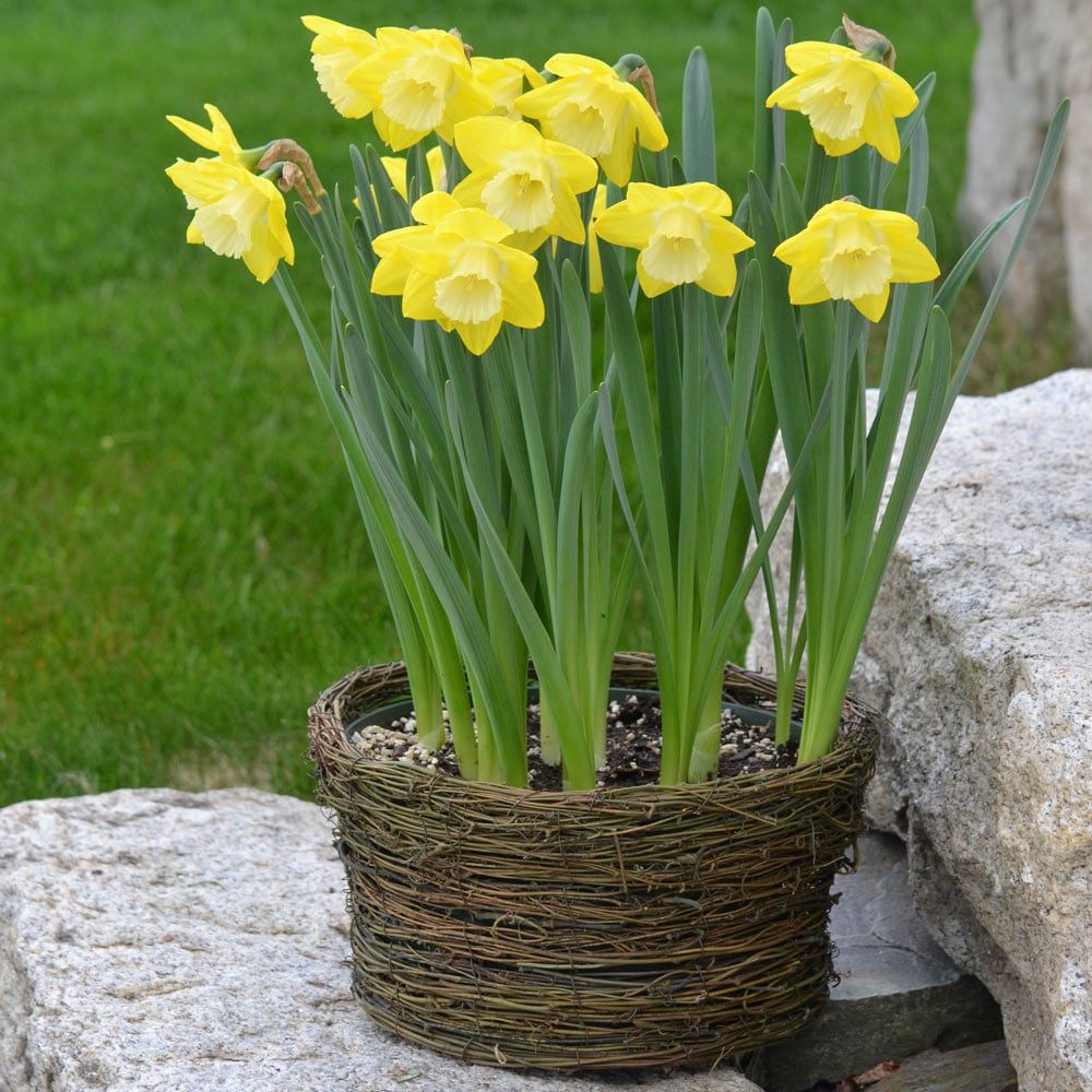 Spring Basket of Lilac with Lily of the Valley and Daffodils