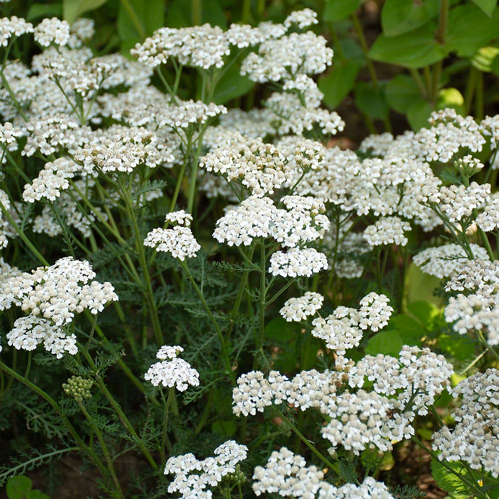 Achillea New Vintage™ White