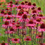  Echinacea purpurea 'Sensation Pink'