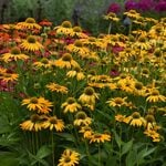  Echinacea x hybrida Artisan™ Yellow Ombre