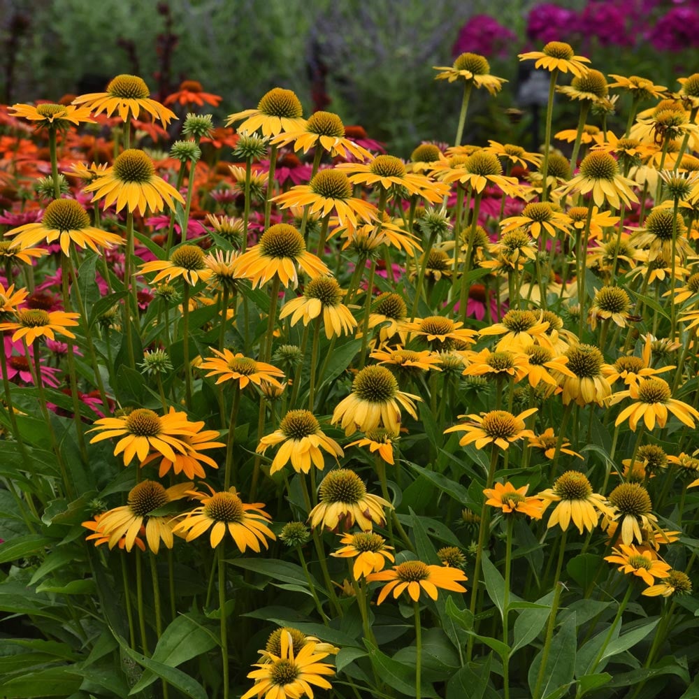 Echinacea x hybrida Artisan™ Yellow Ombre