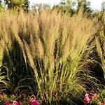  Calamagrostis brachytricha 'Caspian'