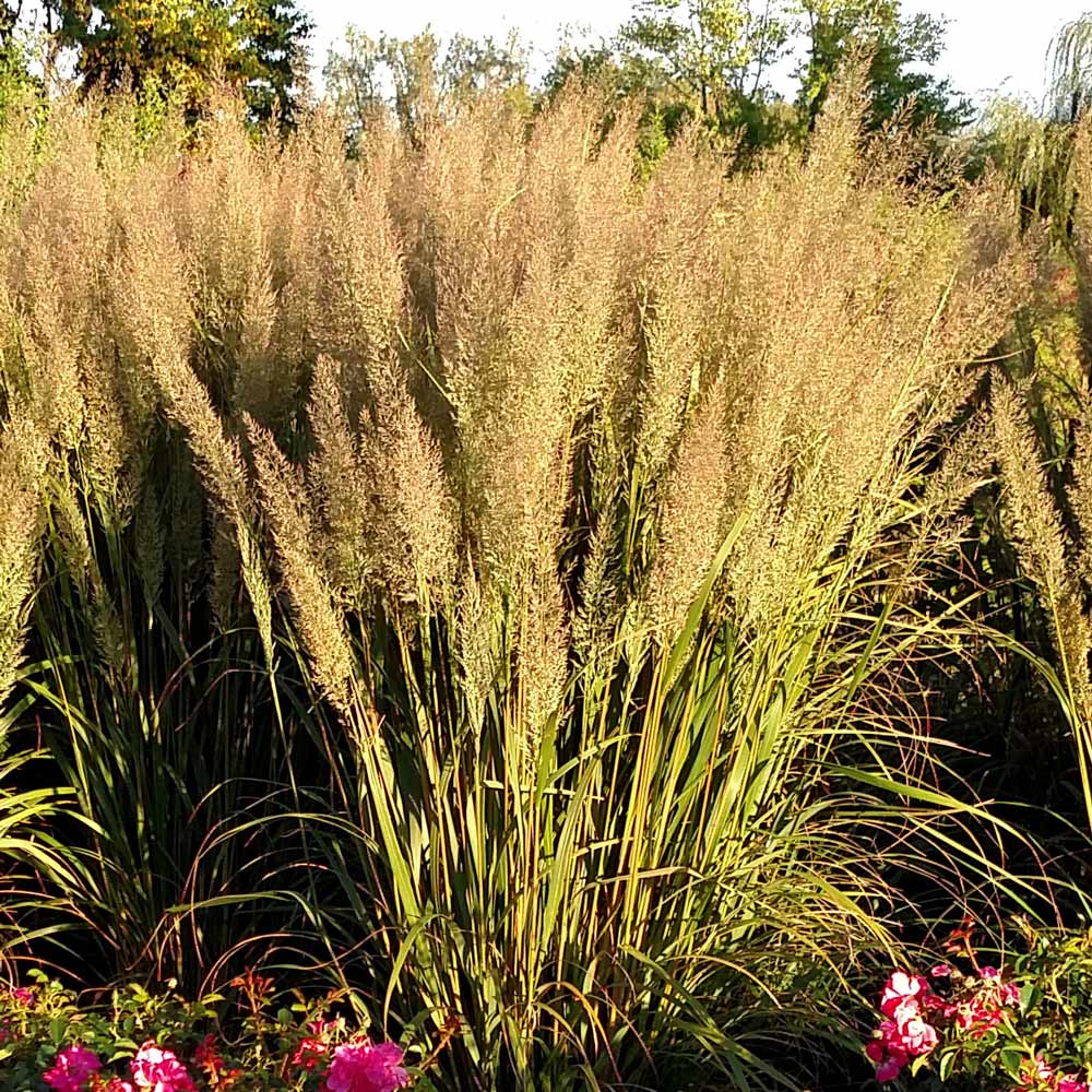 Calamagrostis brachytricha 'Caspian'